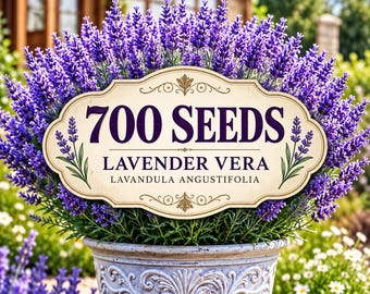 700 Lavender Vera Seeds, English Lavender, Fragrant Perennial Herb (Lavandula Angustifolia)