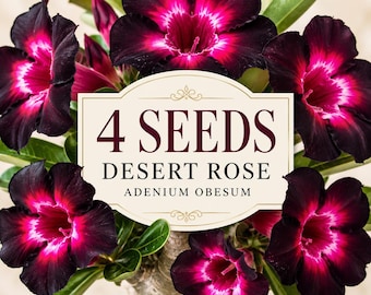 4 Desert Rose Seeds: Pink, Black, White Adenium Obesum - Exotic Bonsai Plant