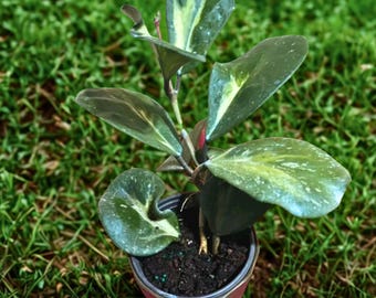 Variegated Hoya Obovata Live Plant | 7" Tall Houseplant in 4" Nursery Pot | Easy Care Indoor