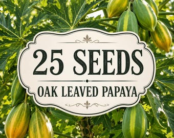 25 Oak Leaved Papaya Seeds | Tropical Fruit Plant, Lobed Foliage (Seeds Only)