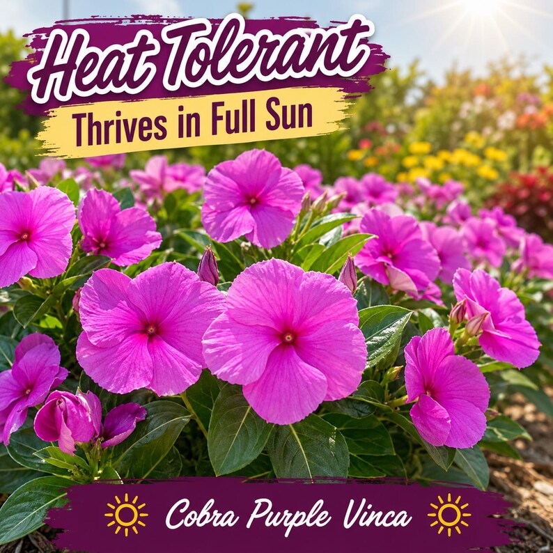 Heat-tolerant Cobra Purple Vinca plants thriving in sunny landscape gardens during hot summer weather.