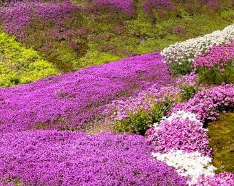 20,000+ Creeping Thyme Seeds | Purple Ground Cover | Non-GMO Heirloom Perennial | Lawn Alternative | Easy Growing