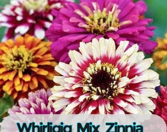100 semillas de zinnia Whirligig Mix para plantar en el jardín