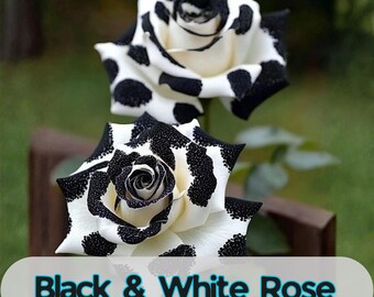thumbnail image 2 of 20pcs Rare Black And White Rose Seeds - Non-GMO Heirloom Perennial For Planting 2 of 4