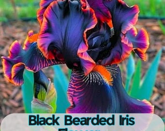 35 Black Bearded Iris Seeds: Rare Purple Orange Perennial Flowers