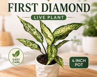 アグラオネマ ライト オブ ダイヤモンド 珍しいユニークな植物 - Etsy 日本