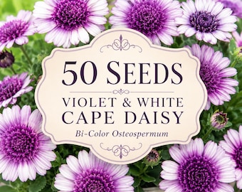 50 Violet White Cape Daisy Seeds, Bi-Color Osteospermum Flower, Layered Blooms for Pots