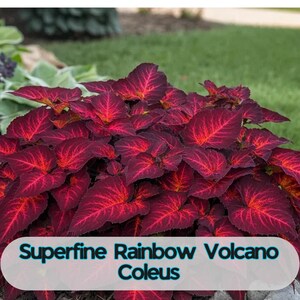 May include: A close-up of a Coleus plant with vibrant, deep red leaves and bright red veins. The leaves are broad and textured, with the text "Superfine Rainbow Volcano Coleus" in a white banner at the bottom. The plant is in a garden setting.