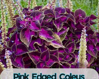 25 Purple Dragon Coleus Seeds for Garden Planting
