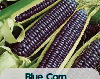 50 Blue Corn Seeds Heirloom Non-GMO, Open Pollinated Flour Corn for Garden Growing