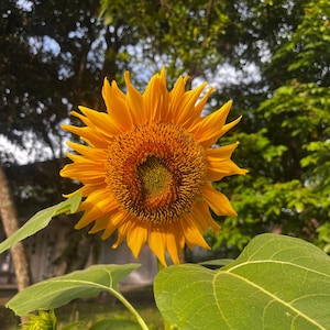 50 Golden-Brown Sunflower Seeds | Compact 60 cm Tall Variety | Stunning Blooms | Easy to Grow | Annual Garden Flower