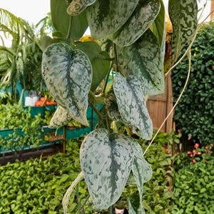 May include: Close-up of a Scindapsus pictus plant, also known as satin pothos. The leaves are heart-shaped with a silvery-green pattern. The plant is in a garden setting with other green plants in the background.