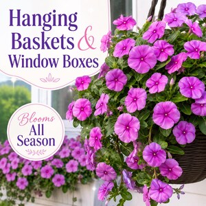 Purple Vinca flowers blooming abundantly in hanging baskets and window boxes throughout the growing season.