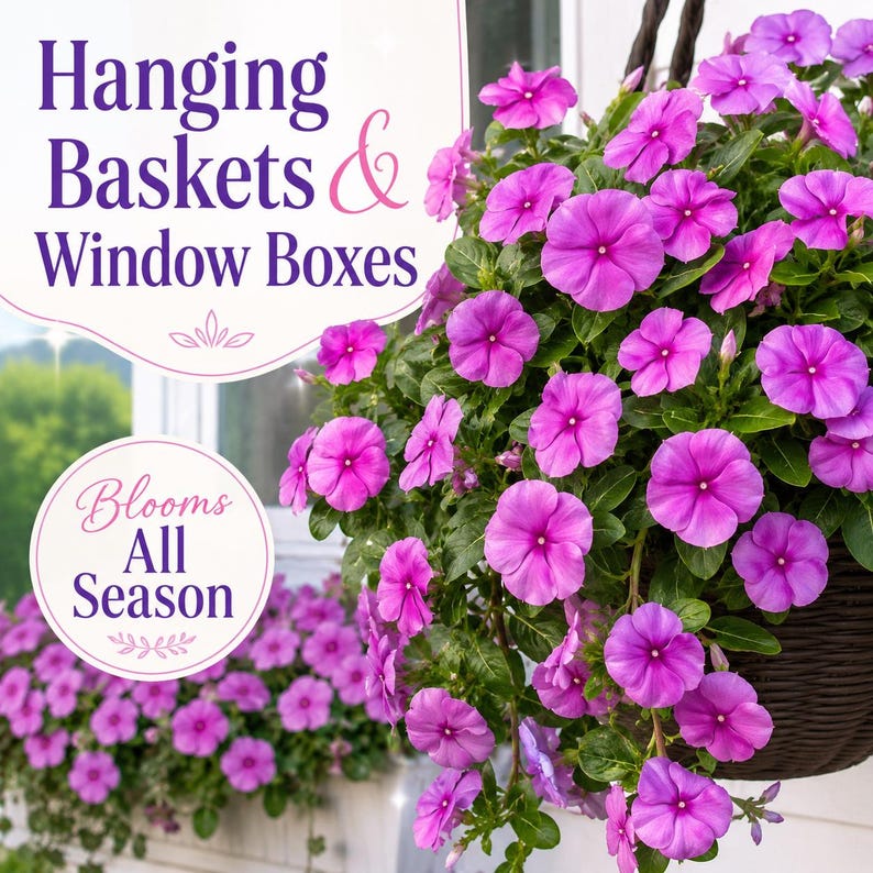 Purple Vinca flowers blooming abundantly in hanging baskets and window boxes throughout the growing season.