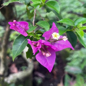 100 Purple Bougainvillea Seeds | Rare Flowering Vine | Garden Climber | Vibrant Blooms | Non-GMO