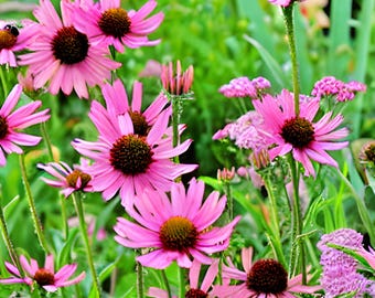 190 Purple Coneflower Seeds: Echinacea Perennial Wildflower, Pollinator Magnet
