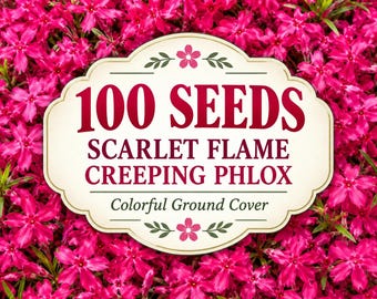 100 Scarlet Flame Creeping Phlox Seeds for Garden