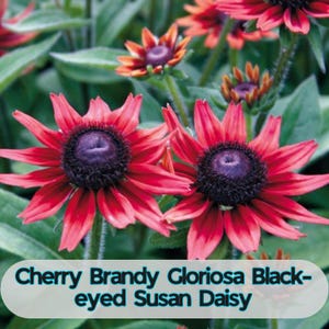 May include: Close-up of Cherry Brandy Gloriosa Black-eyed Susan Daisies. The flowers have vibrant red petals surrounding a dark purple center. The image includes the text "Cherry Brandy Gloriosa Black-eyed Susan Daisy" in a white font on a green background.