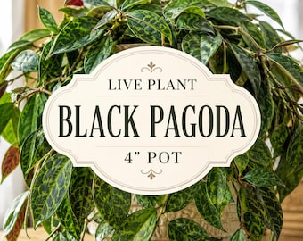 Black Pagoda Lipstick Plant – Aeschynanthus longicaulis Zebra Vine Live Houseplant in 4” Pot