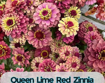 100 Queen Lime Red Zinnia Seeds for Garden Planting