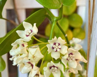 Hoya Australis Live Plant 5" Tall in 4" Pot – Wax Flower Vine with Thick