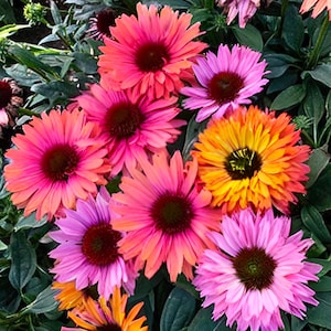 50 Sunseeker Rainbow Coneflower Seeds | Echinacea Perennial Flowers | Pollinator Friendly | Garden Planting USA