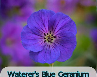 25 Waterer's Blue Geranium Seeds for Garden Planting