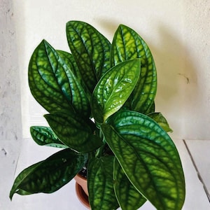 May include: A potted plant with large, textured green leaves. The leaves have a prominent vein pattern and a glossy surface. The plant is in a brown terracotta pot, and the background is a neutral white.