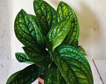unterschied philodendron monstera Zimmerpflanzen Dünger, Monstera Dünger, 6 Monate Depotwirkung – PlantMe