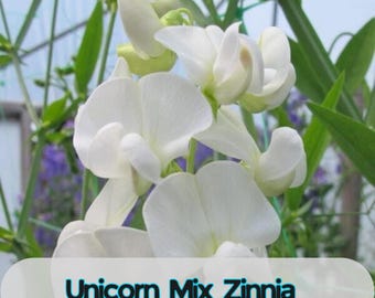 50 Lathyrus latifolius White Pearl Perennial Sweet Pea Seeds