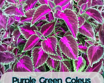 25 Purple Green Coleus Seeds for Garden Planting
