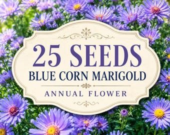 Blue Corn Marigold Seeds | Ornamental Annual Flower (25 Seeds)