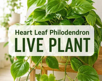 Heart Leaf Live Plant, Philodendron Hederaceum Trailing Vine, Easy Indoor Houseplant, Hanging Plant