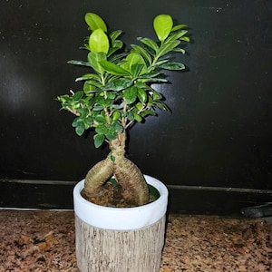 May include: A small bonsai tree in a white and wood-textured pot. The tree has vibrant green leaves and a thick, textured trunk. The pot has a white rim and a light brown, wood-like exterior, creating a natural aesthetic.