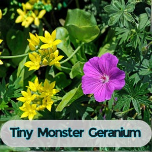 May include: A vibrant image of a garden bed featuring a purple geranium flower with a white center, surrounded by green foliage and clusters of yellow flowers. The text "Tiny Monster Geranium" is displayed at the bottom.