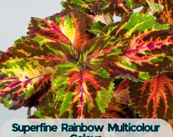 25 Superfine Rainbow Multicolour Coleus Seeds for Garden