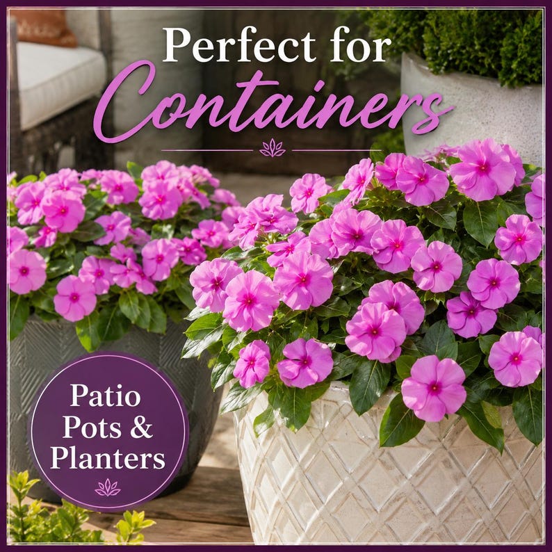 Cobra Purple Vinca flowers growing successfully in decorative patio containers and garden planters.