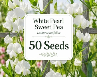 50 White Pearl Sweet Pea Seeds: Perennial Climbing Vine