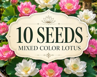 10 Mixed Color Lotus Seeds | Ornamental Aquatic Flower Seeds (Ponds & Containers)