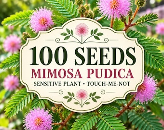 100 Mimosa Pudica Seeds | Sensitive Plant Touch-Me-Not | Fun Interactive Houseplant | Non-GMO