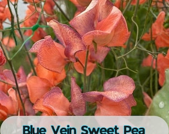 50 Blue Vein Sweet Pea Seeds for Garden Planting