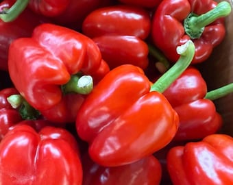 Semillas de pimiento rojo grande tradicional / Huerto de hortalizas dulces grandes (100 semillas)