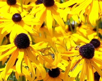 1500 Black-Eyed Susan Seeds | Rudbeckia Hirta | Native Wildflower | Pollinator Friendly | Perennial Garden Planting USA