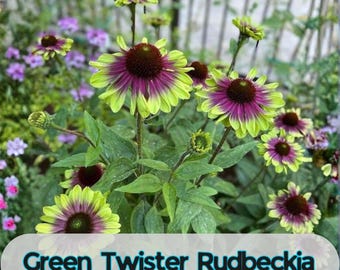 200 Green Twister Rudbeckia Seeds for Garden Planting