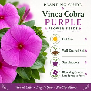 Planting guide for Vinca Cobra Purple flower seeds showing full sun, well-drained soil, indoor seed starting, and blooming season.