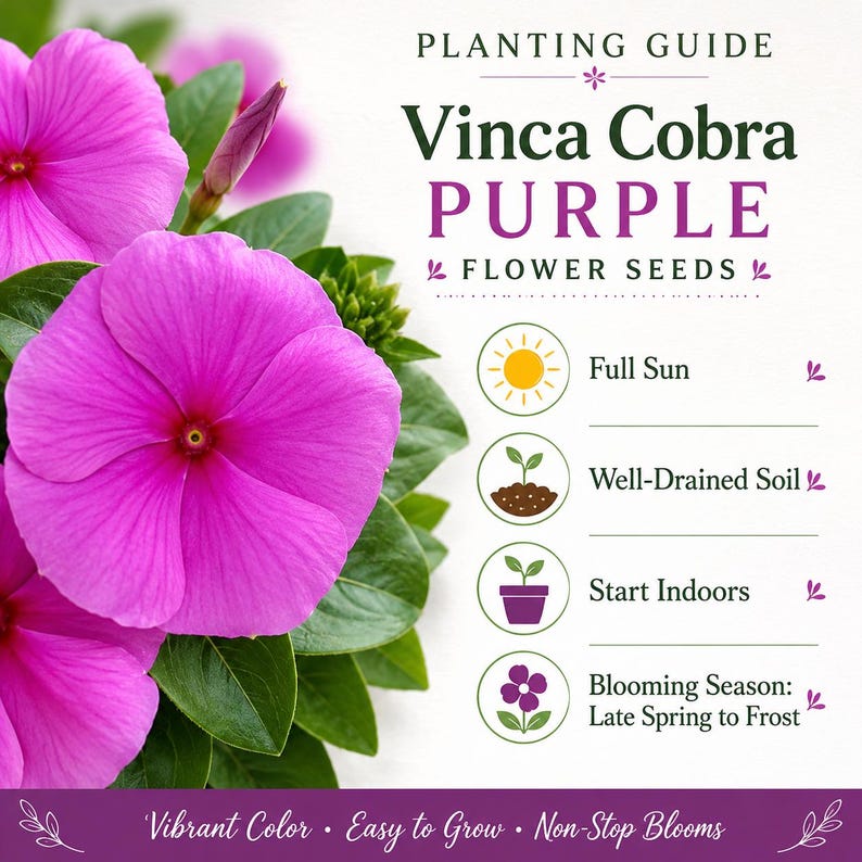 Planting guide for Vinca Cobra Purple flower seeds showing full sun, well-drained soil, indoor seed starting, and blooming season.