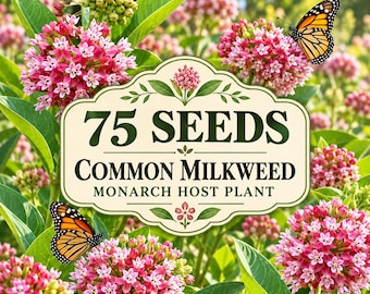 Common Milkweed Seeds, Asclepias syriaca, Monarch Butterfly Host Plant (75 Seeds)