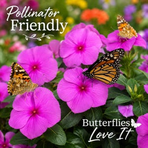 Butterflies visiting bright purple Vinca Cobra flowers in a colorful pollinator-friendly flower garden.
