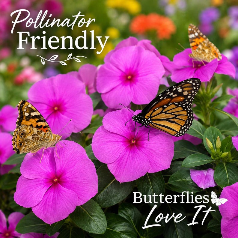 Butterflies visiting bright purple Vinca Cobra flowers in a colorful pollinator-friendly flower garden.