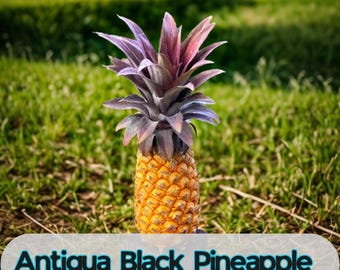 15 Antigua Black Pineapple Seeds | Tropical Ornamental Plant | Rare Foliage  Variety | Non-gmo Exotic Garden Seeds - Etsy